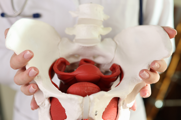 Pelvic Floor Physical Therapy: What It Is, Who It Helps, and Why It Matters